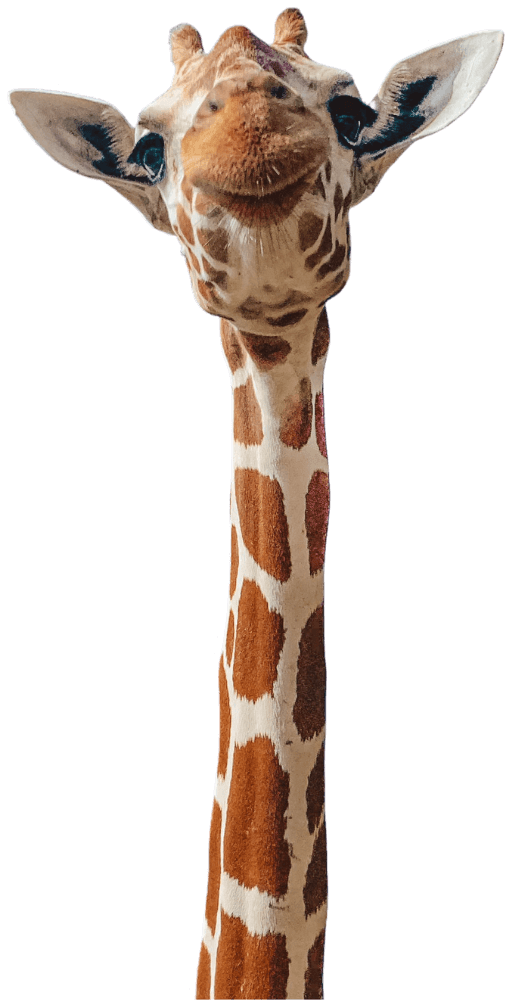 Soulfly Digital Web Agency Giraffe