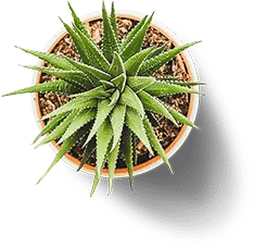 Pot - 1 Best web design and digital marketing agency In Delhi, India